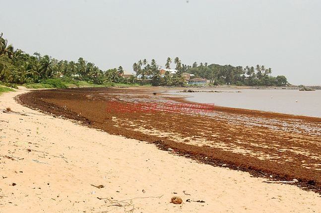 « Sargasses : les impacts sur la santé, l’économie et l’environnement »