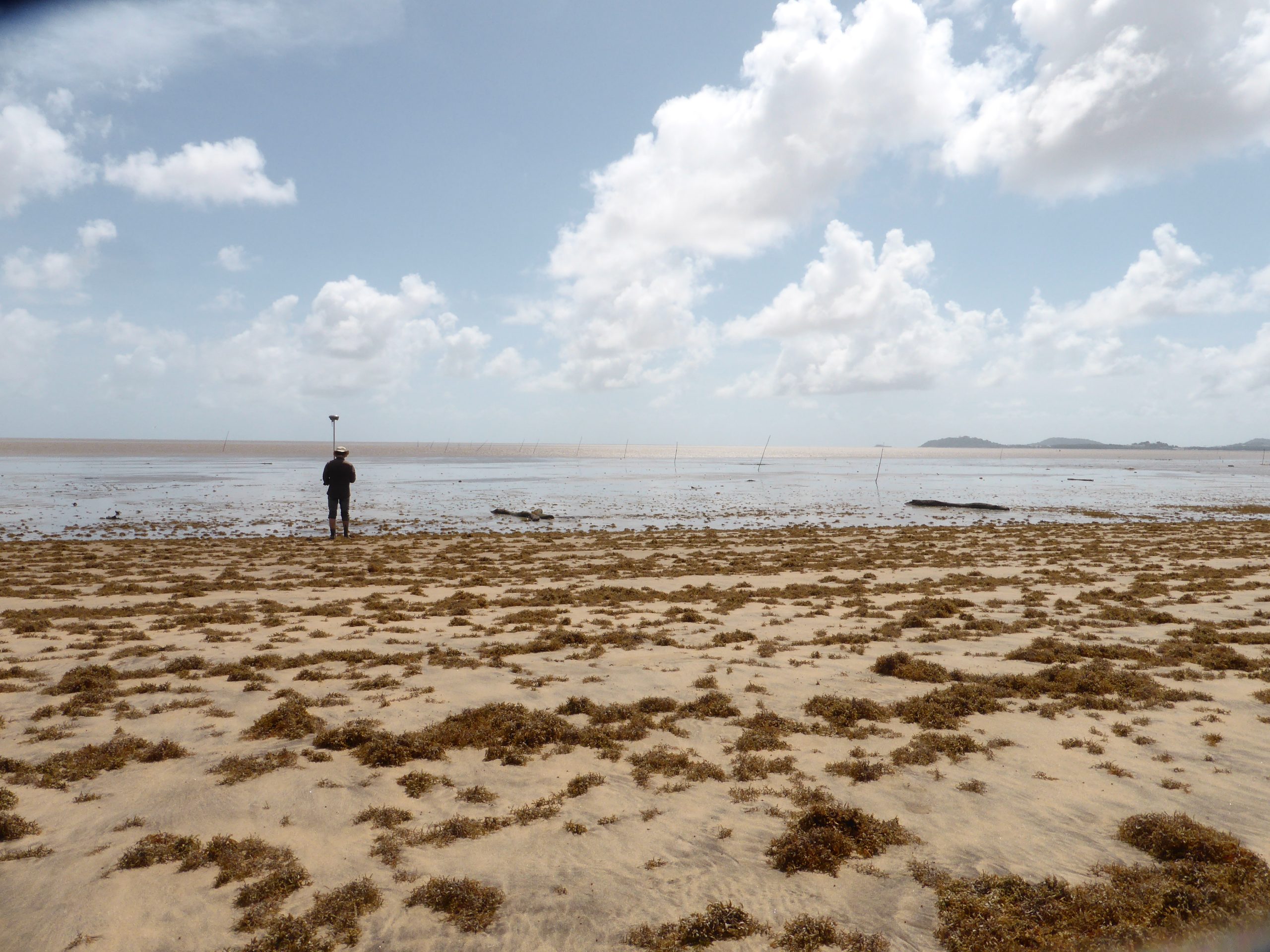 Sargasses en Guyane : quelles informations ?